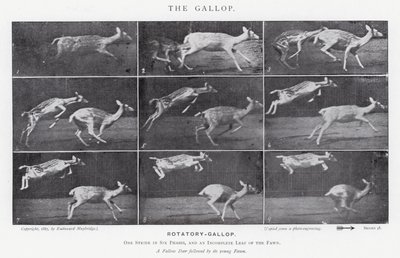 Eadweard Muybridge: El Galope de Eadweard Muybridge