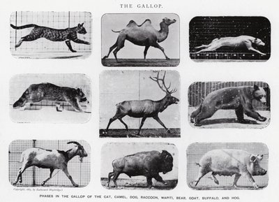 Eadweard Muybridge: El Galope de Eadweard Muybridge