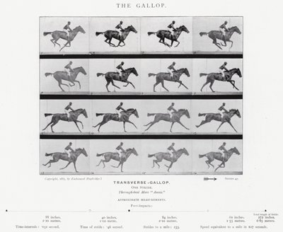 Eadweard Muybridge: El galope (foto en b/n) de Eadweard Muybridge