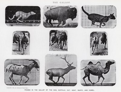 Eadweard Muybridge: El galope (foto en b/n) de Eadweard Muybridge