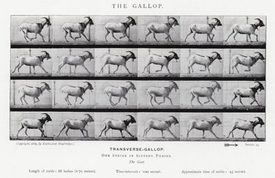 El Galope de Eadweard Muybridge