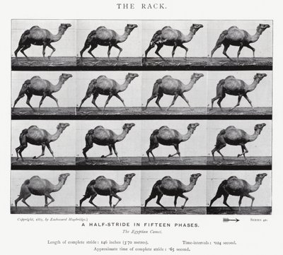 Eadweard Muybridge: El Galope Largo de Eadweard Muybridge