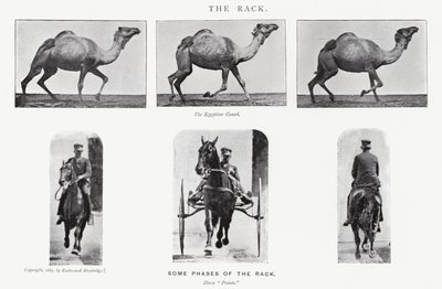 El Paso Rápido de Eadweard Muybridge