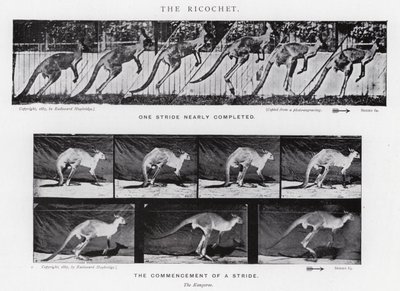Eadweard Muybridge: El Rebote de Eadweard Muybridge