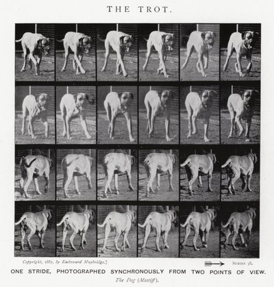 Eadweard Muybridge: El Trote de Eadweard Muybridge