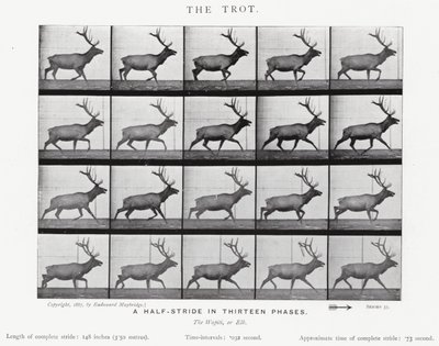 Eadweard Muybridge: El Trote de Eadweard Muybridge