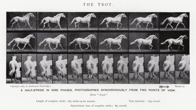 Eadweard Muybridge: El Trote de Eadweard Muybridge