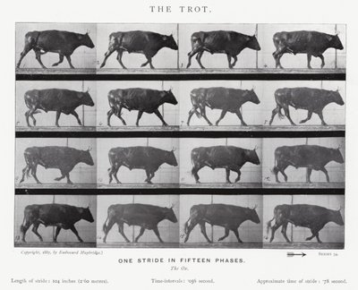 Eadweard Muybridge: El Trote de Eadweard Muybridge