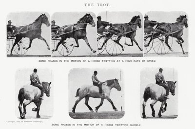 Eadweard Muybridge: El Trote de Eadweard Muybridge