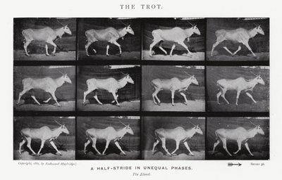 El Trote de Eadweard Muybridge