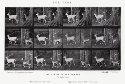 El Trote de Eadweard Muybridge