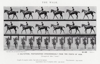 Eadweard Muybridge: El Paseo de Eadweard Muybridge