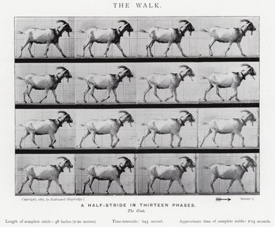 Eadweard Muybridge: El Paseo de Eadweard Muybridge