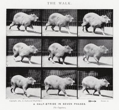 Eadweard Muybridge: El Paseo de Eadweard Muybridge
