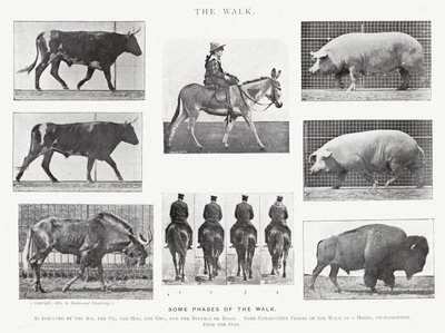 Eadweard Muybridge: El Paseo de Eadweard Muybridge