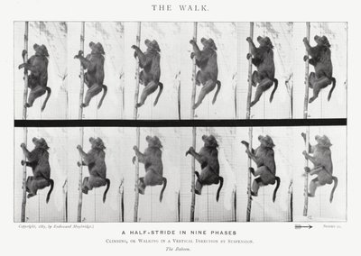 Eadweard Muybridge: El Paseo de Eadweard Muybridge
