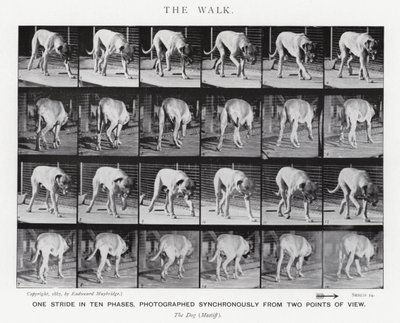 Eadweard Muybridge: El Paseo de Eadweard Muybridge