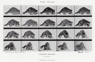 Eadweard Muybridge: El Paseo de Eadweard Muybridge