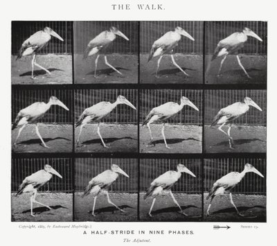 Eadweard Muybridge: El Paseo de Eadweard Muybridge