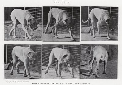 Eadweard Muybridge: El Paseo de Eadweard Muybridge