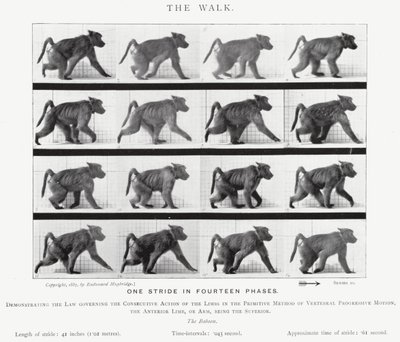 Eadweard Muybridge: El Paseo de Eadweard Muybridge