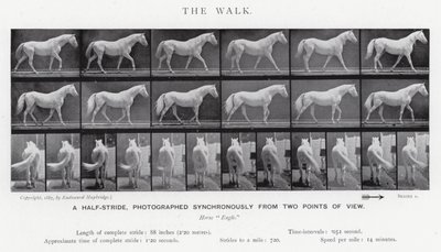 Eadweard Muybridge: La Caminata de Eadweard Muybridge