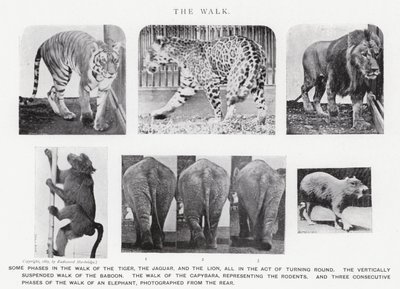 El Paseo de Eadweard Muybridge