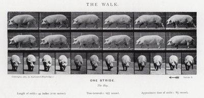 El Paseo de Eadweard Muybridge