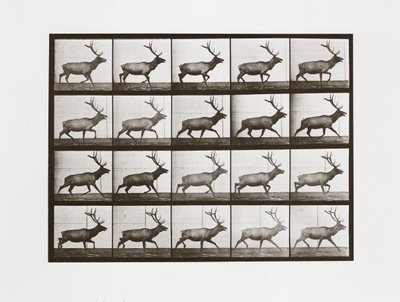 Alce, Placa 692 de Animal Locomotion de Eadweard Muybridge
