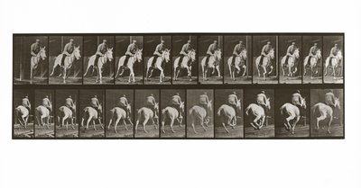 Caballo galopando con jinete, Placa 635 de Animal Locomotion de Eadweard Muybridge