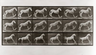 Caballo en mecedoras y caballo rodando un barril, Placa 649 de Animal Locomotion de Eadweard Muybridge