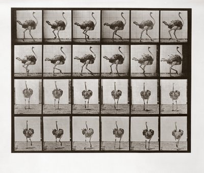 Avestruz corriendo, Placa 772 de Animal Locomotion de Eadweard Muybridge