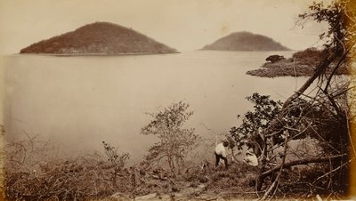 Perico y Flamenco - desde Isla de Naos, Panamá de Eadweard Muybridge
