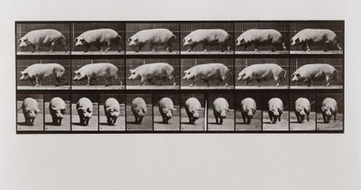 Cerdo caminando, Placa 673 de Animal Locomotion de Eadweard Muybridge