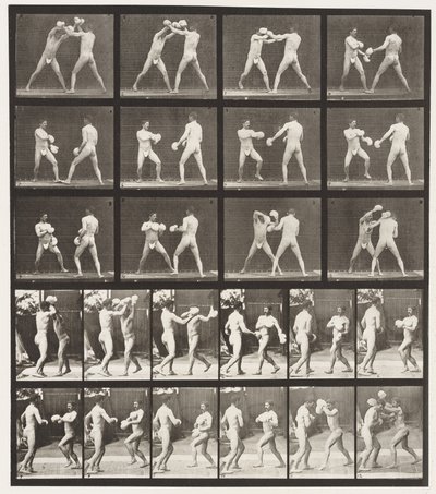 Placa 334. Boxeo; Con guantes de Eadweard Muybridge