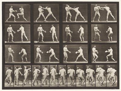 Placa 335. Boxeo; con guantes de Eadweard Muybridge