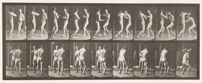 Placa 339. Boxeo; mano abierta de Eadweard Muybridge