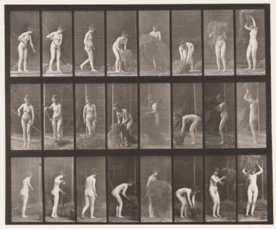 Placa 499. Rastrillando y empacando heno, 1872-1885 de Eadweard Muybridge