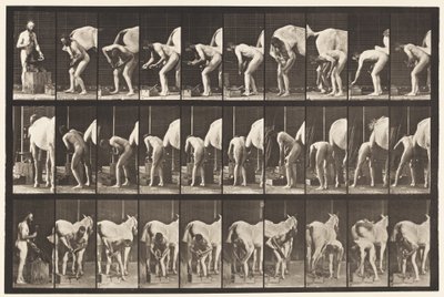 Placa 508. Herrando un Caballo de Eadweard Muybridge