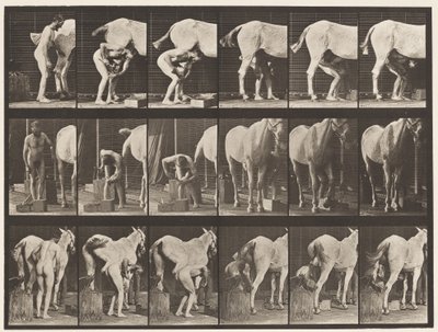 Placa 509. Herrando un caballo de Eadweard Muybridge