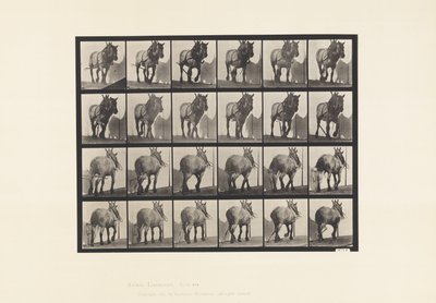 Placa 564. Arrastre; Cadena de Tronco Rota; Caballo Belga Gris Oscuro Dusel de Eadweard Muybridge