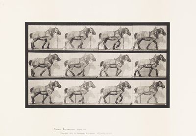 Placa 565. Arrastre; Caballo Belga Gris Oscuro Dusel de Eadweard Muybridge