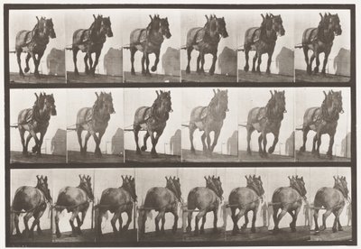 Placa 566. Tirando; caballo belga gris oscuro Dusel, 1885 de Eadweard Muybridge