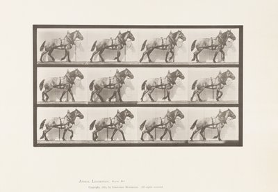 Placa 567. Arrastrando; caballo belga gris oscuro Billy, 1885 de Eadweard Muybridge