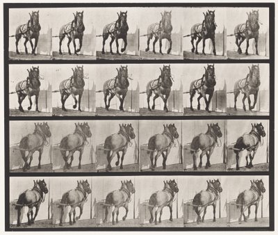 Placa 568. Tirando; Caballo Belga Gris Oscuro Billy de Eadweard Muybridge