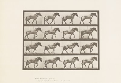 Placa 569. Tirando; caballo belga gris oscuro Hansel, 1885 de Eadweard Muybridge