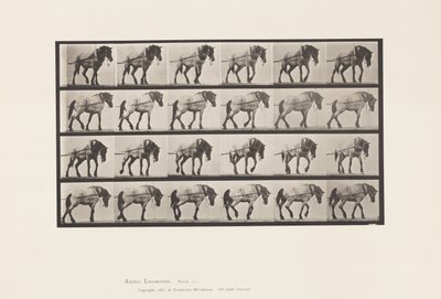 Placa 570. Tirando; caballo belga gris oscuro Hansel de Eadweard Muybridge