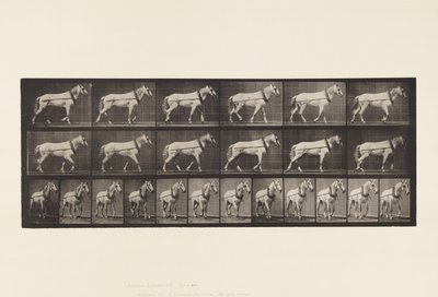 Placa 571. Tirando; yegua gris claro Johnson de Eadweard Muybridge