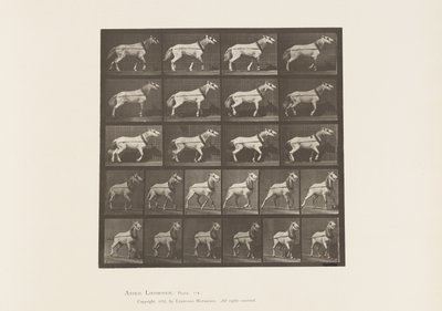 Placa 572. Arrastrando; cabeza siendo tirada; yegua gris claro, 1885 de Eadweard Muybridge