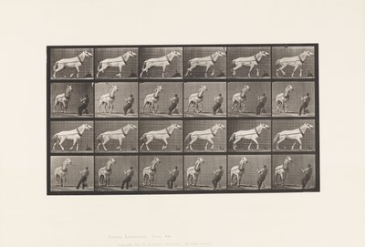 Placa 573. Arrastrando; hombre tirando de la cabeza; yegua gris claro de Eadweard Muybridge